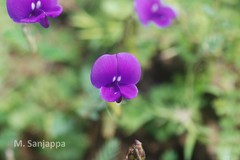 Smithia purpurea